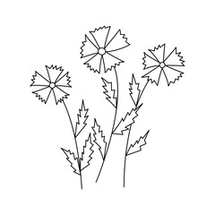 Fototapeta premium Cornflowers. Three wildflowers. Black and white vector doodle style illustration