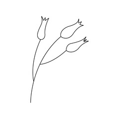 Wild meadow flowers. Twig with three buds. Black and white vector doodle style illustration. Abstract flowers