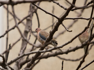 Dove portrait at tree branch at winter, in a subtle color environment. Brown-beige-grey colors.