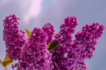 Blooming lilac in dew drops of pure water.