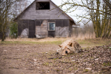 Old dog guards old house in the village