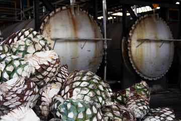 Tequila Agave in distillery , Tequila Jalisco, México , tequila factory.