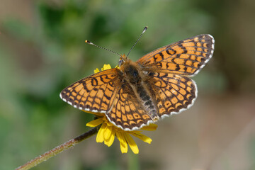 Glanville fritillary (Melitaea cinxia) on a flower