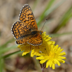 Obraz premium Glanville fritillary (Melitaea cinxia) on a flower
