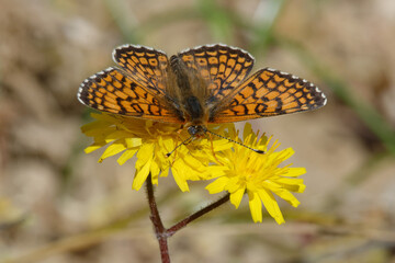 Glanville fritillary (Melitaea cinxia) on a flower