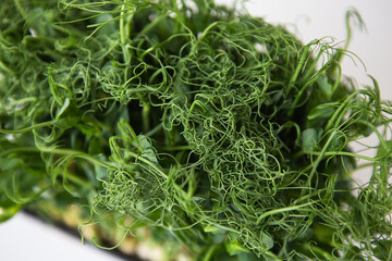Pea microgreen sprouts. Raw sprouts, microgreens, healthy food concept. Supports the body with vitamins at any time of the year. Close-up, top view.