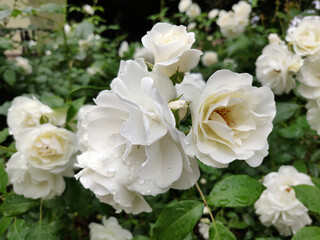 Obraz na płótnie Canvas blooming white rose in a garden
