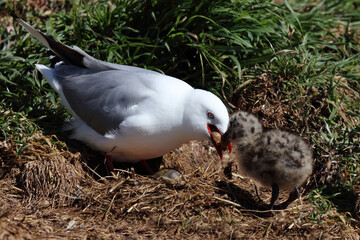 Rotschnabelmöwe / Red-billed gull / Larus scopulinus....