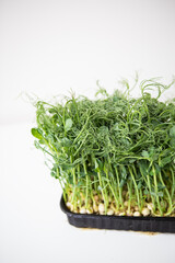 Pea microgreen sprouts. Raw sprouts, microgreens, healthy food concept. Supports the body with vitamins at any time of the year.