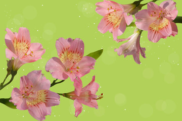 Postcard with delicate pink lilies on a green background.