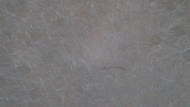 Morgelon. Morgellon fibers in medical masks. Mask worms. GNC