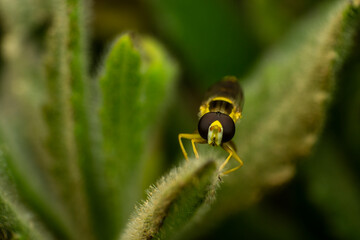 Macrofotografia de una pequeña Syrphidae