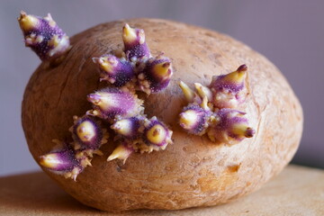 Sprouted potato with big outgrowing purple and yellow spuds