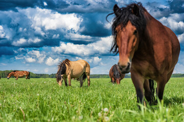 Young beautiful thoroughbred horses graze in the meadow in summer.