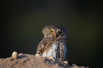 The Eurasian pygmy(Glaucidium passerinum)owl sits on the ground, dark green blurred background.
