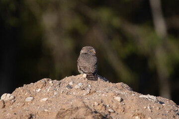 The Eurasian pygmy(Glaucidium passerinum)owl sits on the ground, dark green blurred background.