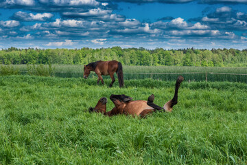 Naklejka na ściany i meble Young beautiful thoroughbred horses graze in the meadow in summer.
