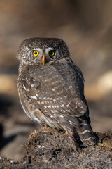 The Eurasian pygmy owl(Glaucidium passerinum) sits on the ground, blurred background.
