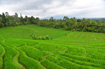 Beautiful rice terrace in Pupuan village of Bali Indonesia