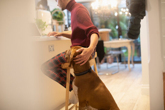 Dog watching man work from home at laptop in kitchen