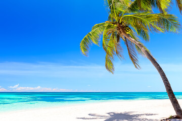Coconut Palm tree on white sandy beach in Punta Cana, Dominican Republic.