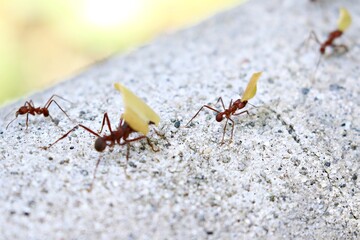 Blattschneiderameisen