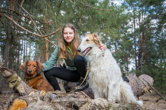 In the spring, on a sunny day, a girl with a ginger dog is playing on a log in the forest, and a Russian greyhound is standing nearby.