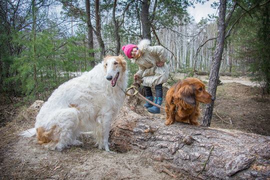 In the spring, on a sunny day, a girl with a ginger dog is playing on a log in the forest, and a Russian greyhound is standing nearby.