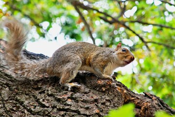 Eichhörnchen im Baum