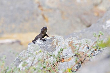 Kleine Eidechse auf Felsen