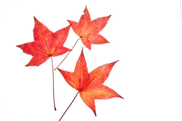 Red autumn liquidambar or maple leaves isolated on white background, clipping path