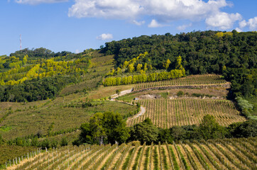 Vineyard of grapes in the Vale dos Vinhedos.