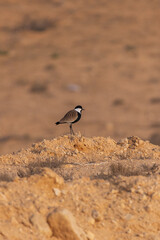 Spur-winged lapwing at far distance in a morning