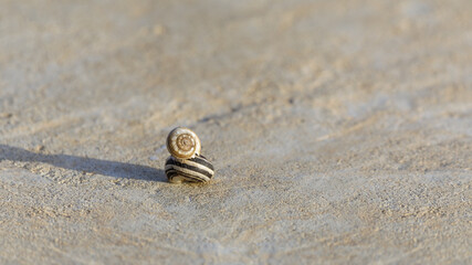 A pair of snails sitting one on top of the other