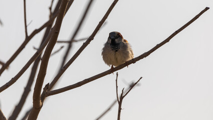 Ruffled sparrow on a tree in a cold morning