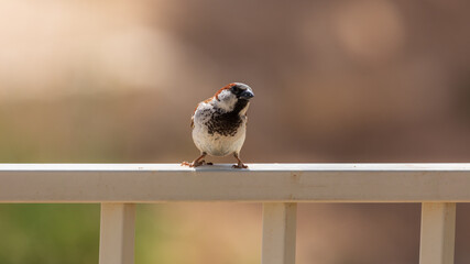 The single sparrow peers at far standing on a metal fence