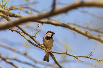 View from a ground on the sparrow on a tree