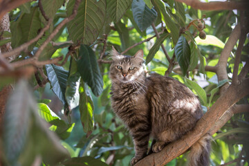 Full body profile portrait  of a stray mackarel cat sitting on a loquat tree staring at the observer.