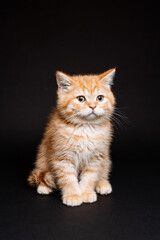 The red-haired cat sits alone on a black background. Little fluffy pet cat. Cute snout beast. charming cat eyes. the curiosity