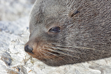 Neuseeländischer Seebär / New Zealand fur seal / Arctocephalus forsteri