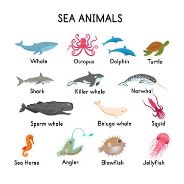 SEA ANIMALS: whale, seal, killer whale, sperm whale, narwhal, beluga,  octopus, shark, dolphin, turtle, seahorse, jellyfish, angler, squid,  blowfish on a white  cartoon illustration. Stock Vector |  Adobe Stock