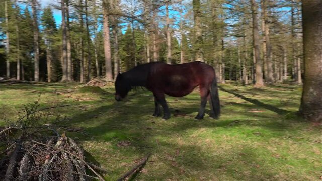 Pottokas horses grazing free in the bush
