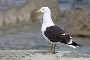 Dominikanermöwe / Southern black-backed gull / Larus dominicanus