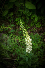 digitalis purpurea albiflora © juanmartinotero