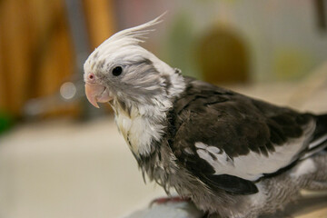 Wet white-faced Corella in the apartment bathes
