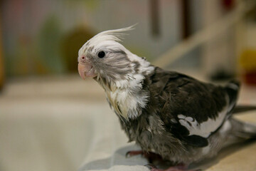 Wet white-faced Corella in the apartment bathes