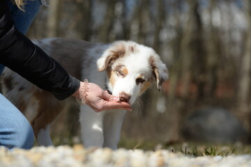 red merle australian Shepherd welpe © Grubärin