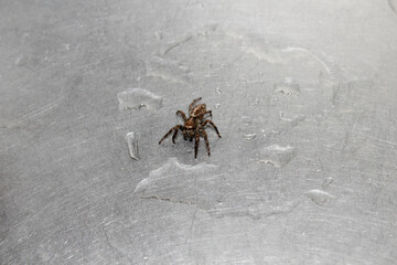 Brown spider on a wet steel surface seen from front high angle view.
