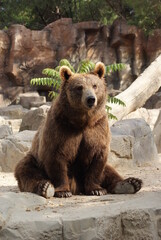 Sitting bear