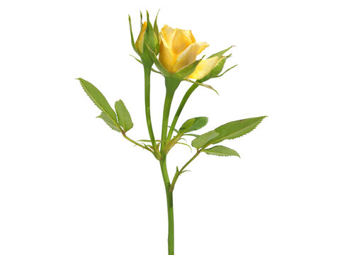 Yellow rose flower and buds isolated on white